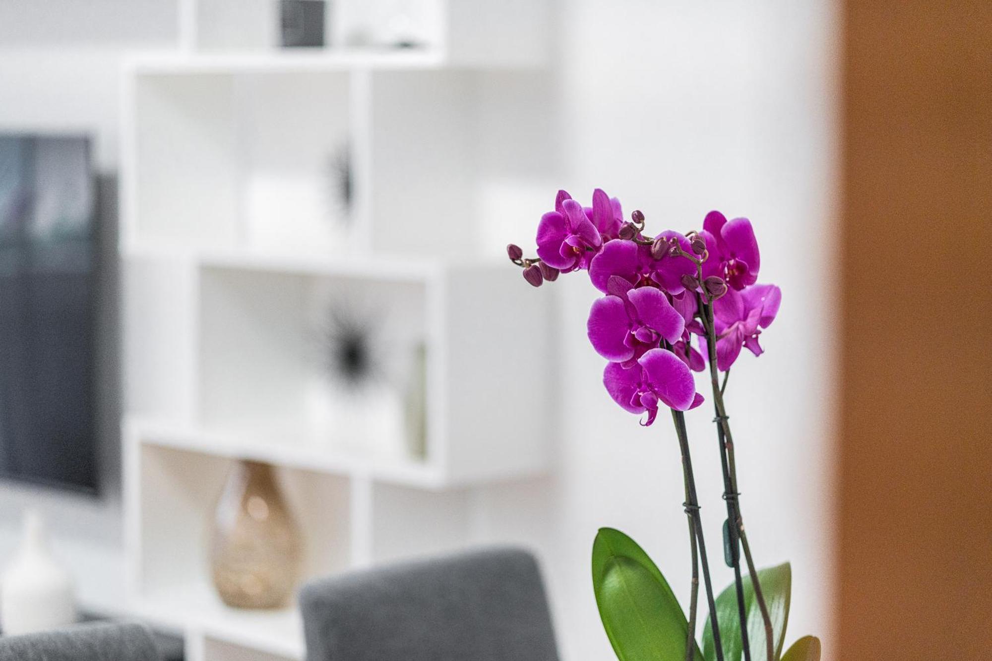 Domus Leo Roma Apartment ภายนอก รูปภาพ